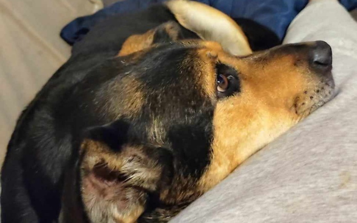 Zbiórka Opłata hoteliku.znalazły dom - zdjęcie główne