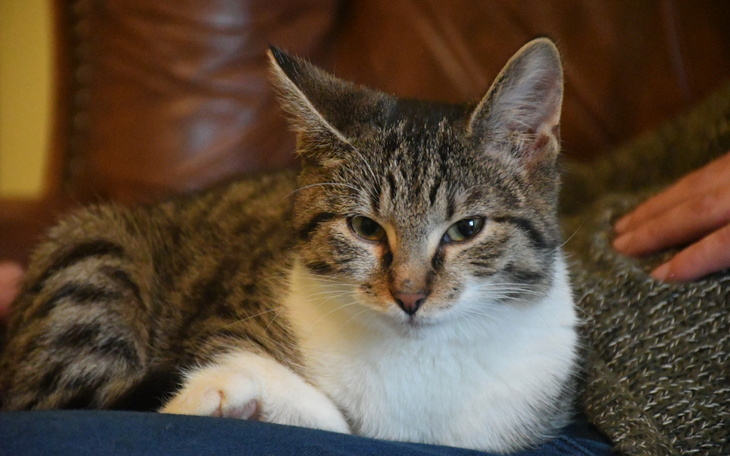 Zbiórka Badania Kiry - zdjęcie główne