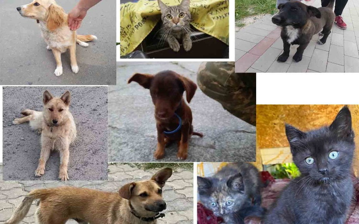 Zbiórka Pomocy zwierzętom - zdjęcie główne