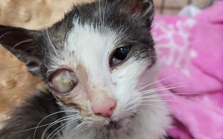 Chory kot z uszkodzoną oczodołem, potrzebujący pomocy.