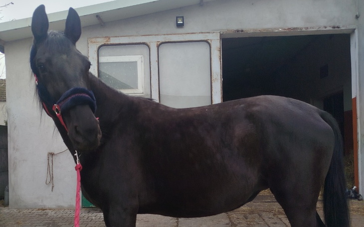 Czarny koń w stajni, z widocznym uwiązaniem i spokojnym wyrazem twarzy.