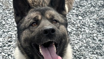 Zbiórka Mimo czeka na pomoc - miniaturka zdjęcia