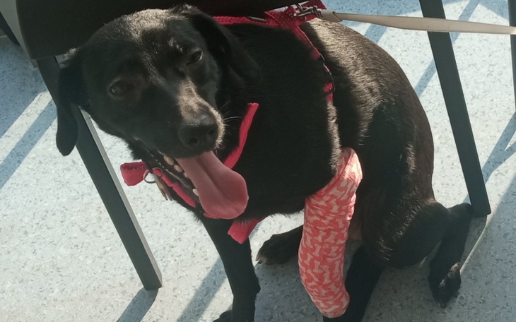 Pies z opatrunkiem na nodze, siedzący przy stole.