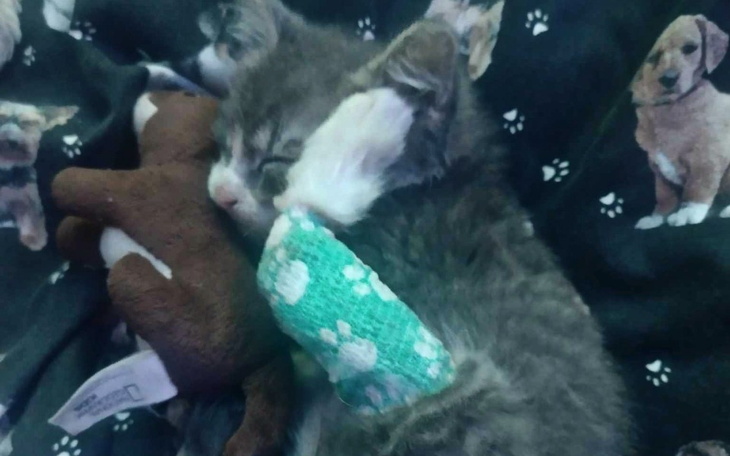 Zbiórka Na leczenie Kitka - zdjęcie główne