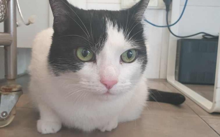 Zbiórka Kotka przyniesiona do uśpienia - zdjęcie główne