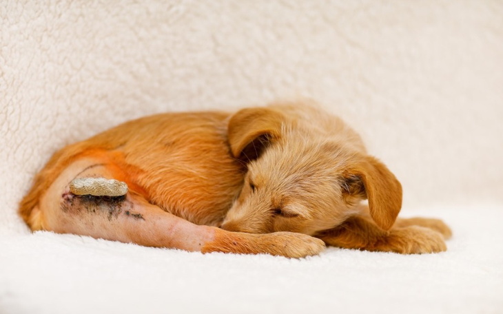 Mały piesek śpiący na poduszce, z raną na łapie.