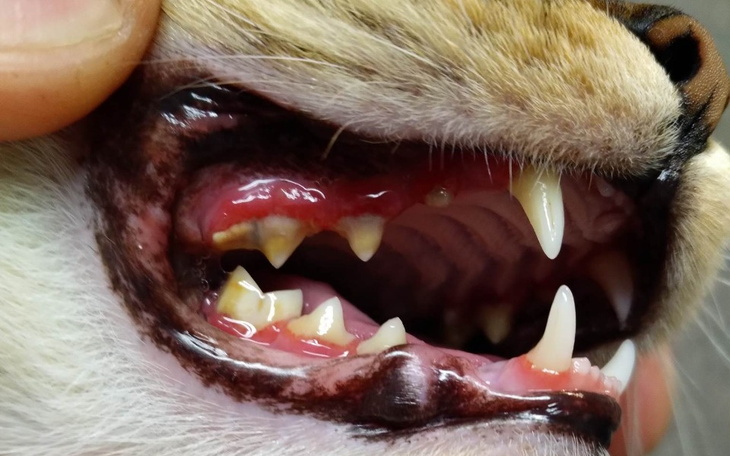 Zbiórka Ból zabiera mi radość z życia - zdjęcie główne