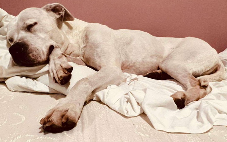 Biały pies śpiący na łóżku, zrelaksowany i spokojny.