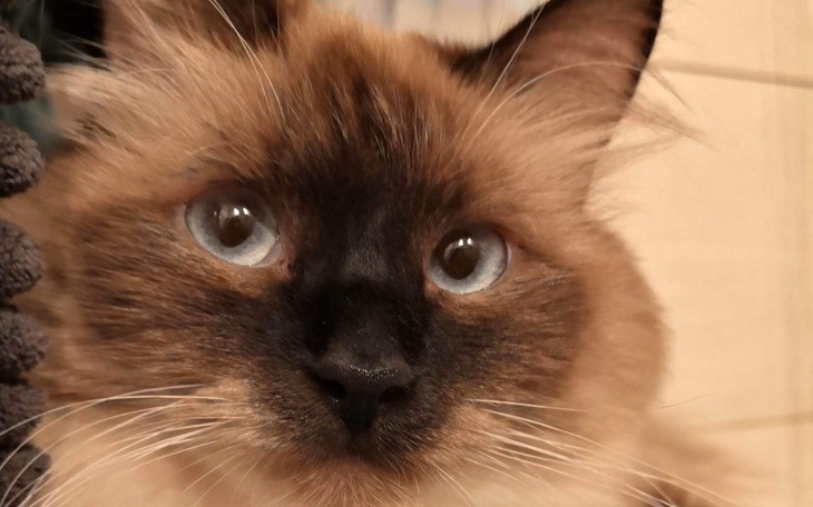 Zbiórka Kotka Sofi prosi o pomoc - zdjęcie główne