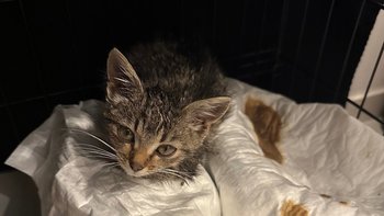 Zbiórka Mazi chce żyć i mruczeć! - miniaturka zdjęcia