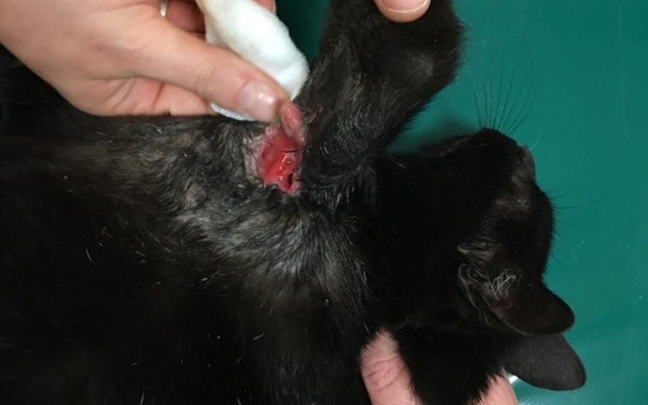 Zbiórka Kicia w obróżce - zdjęcie główne