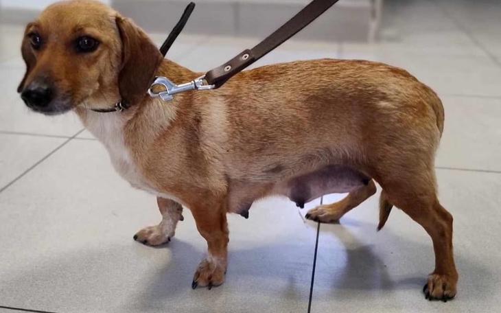 Zbiórka Transport, karma, opieka wet - zdjęcie główne