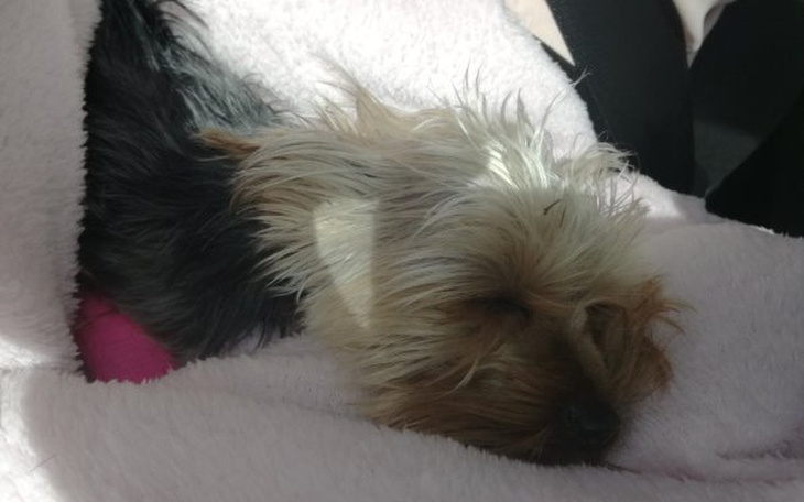 Zbiórka Tessa, pragnie żyć - zdjęcie główne