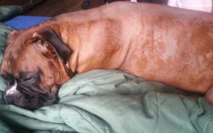 Zbiórka Dla Aresa - zdjęcie główne