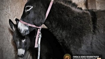 Zbiórka Ostatnie godziny Gucia i mamy! - miniaturka zdjęcia