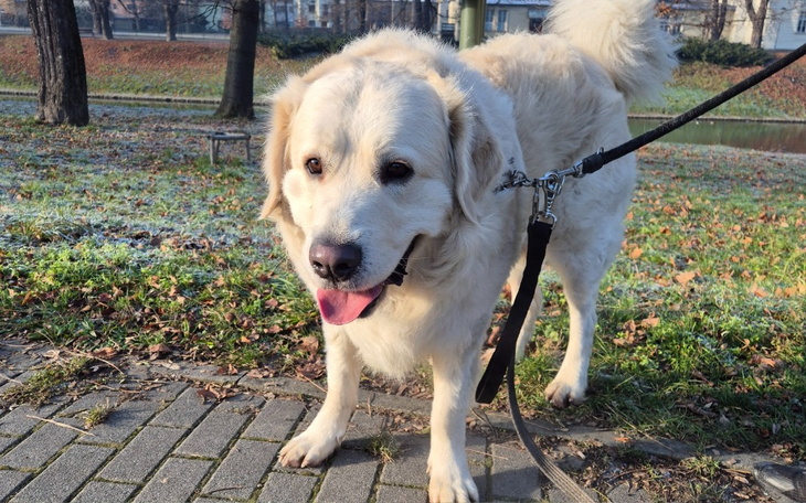 Pies spacerujący po parku, z uśmiechem na twarzy.