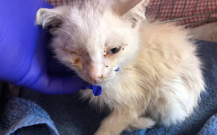 Zbiórka Rachunek za życie BEZDOMNYCH KOT - zdjęcie główne