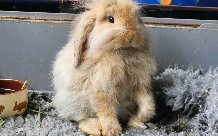 Zbiórka BabyYoda prosi o pomoc - zdjęcie główne