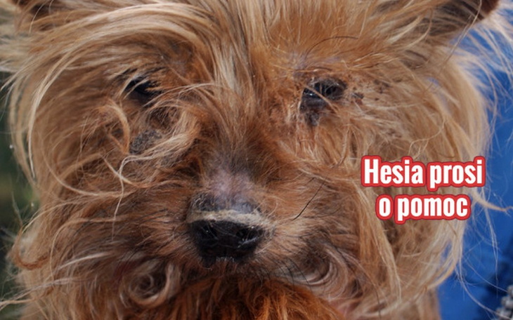 Zbiórka Hesia prosi o pomoc. - zdjęcie główne