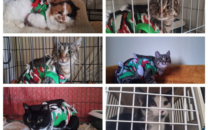Koty w kolorowych ubrankach w klatkach, gotowe do adopcji.