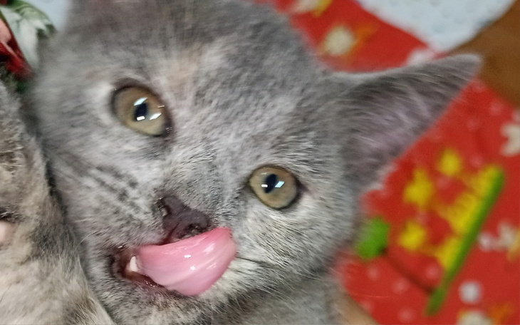 Zbiórka Szczepienia kociat - zdjęcie główne