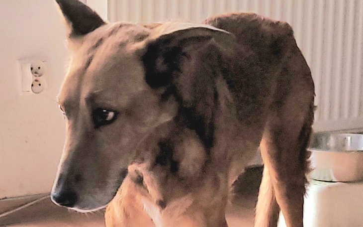 Pies w domu, patrzący w bok, z wyrazem skupienia.