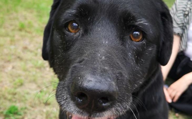 Zbiórka Leczenie stawów Vigo - zdjęcie główne