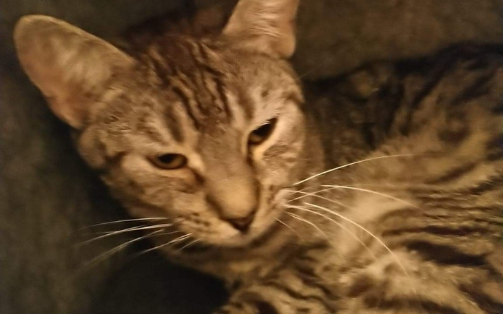 Zbiórka Nie pozwólmy, by zabrał go FIP - zdjęcie główne