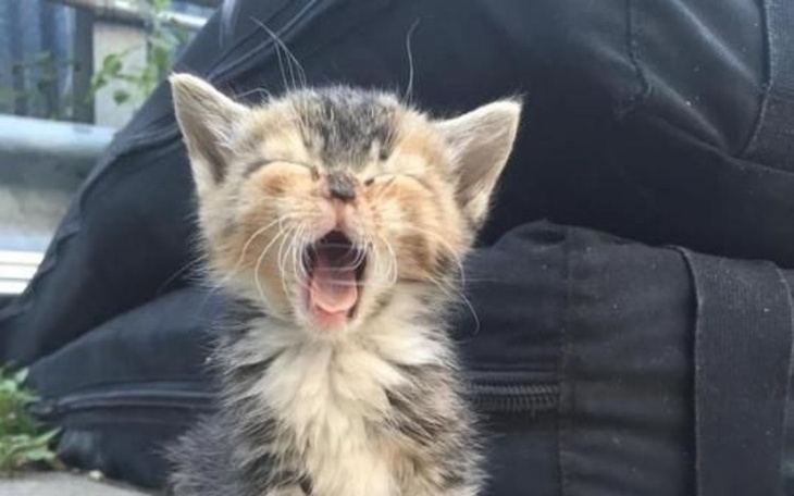 Zbiórka hello p - zdjęcie główne