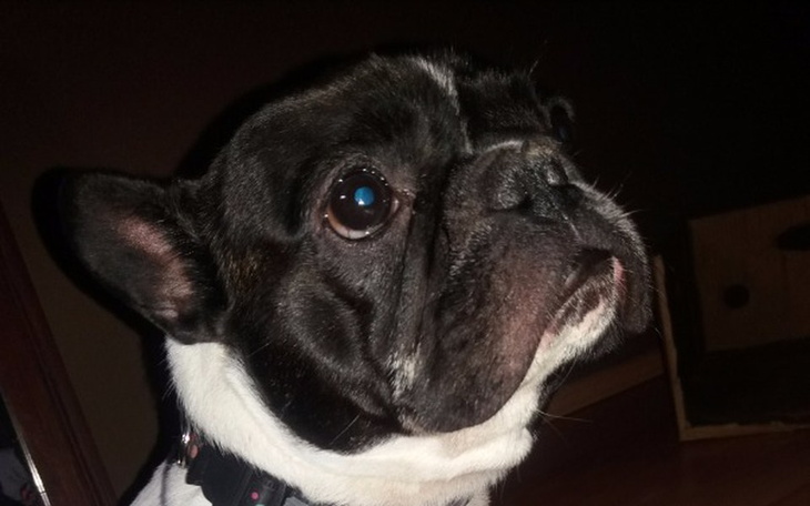 Zbiórka Cierpiący buldog - zdjęcie główne