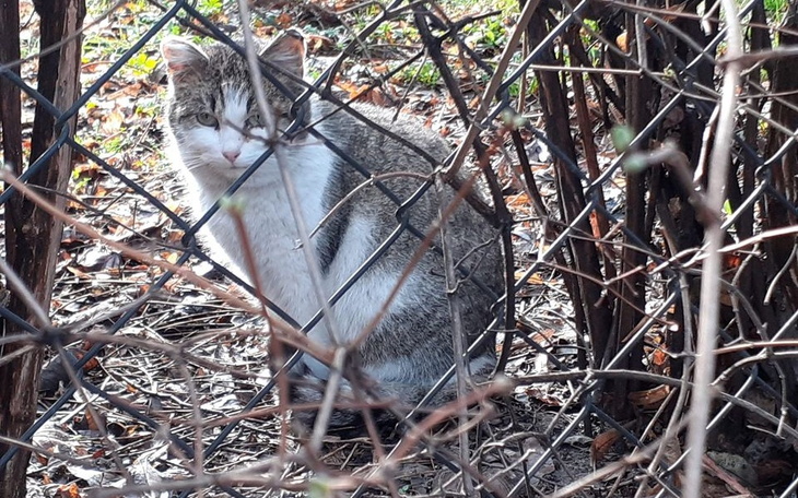 Zbiórka Renowacja budek - zdjęcie główne