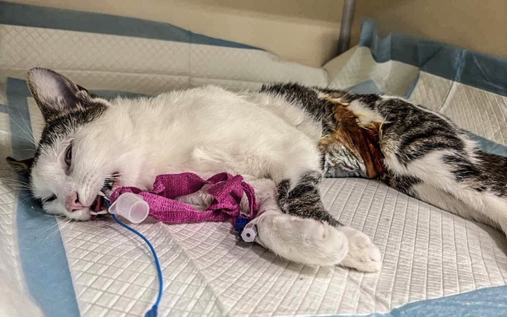 Chory kot leżący na łóżku szpitalnym z opatrunkiem.