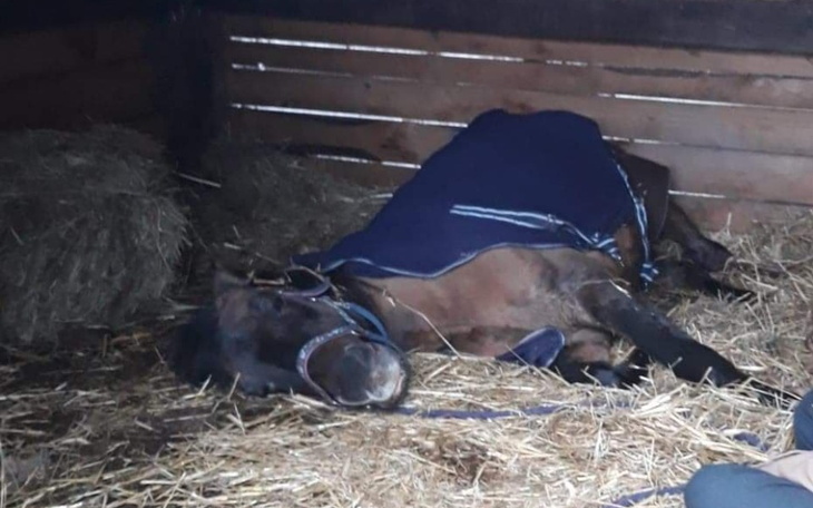 Zbiórka Leczenie konia - Portera - zdjęcie główne