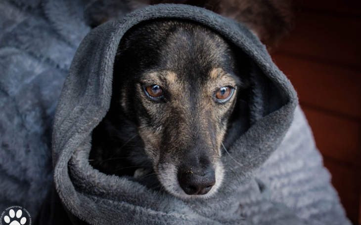 Zbiórka Ciepło Dla Zwierząt w Schronisku - zdjęcie główne