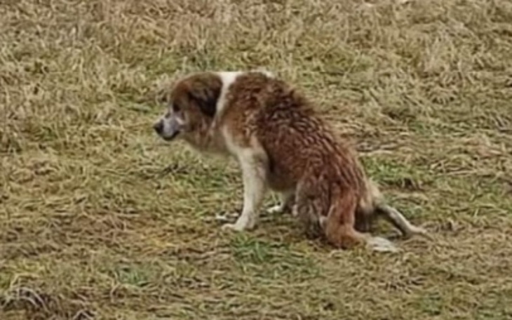 Zbiórka Postawmy Gustawa na nogi - zdjęcie główne