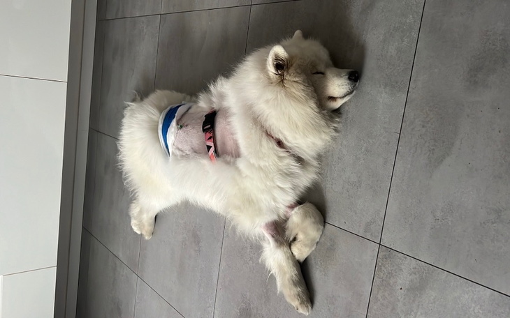 Zbiórka Operacja i leczenie Kiwi - zdjęcie główne