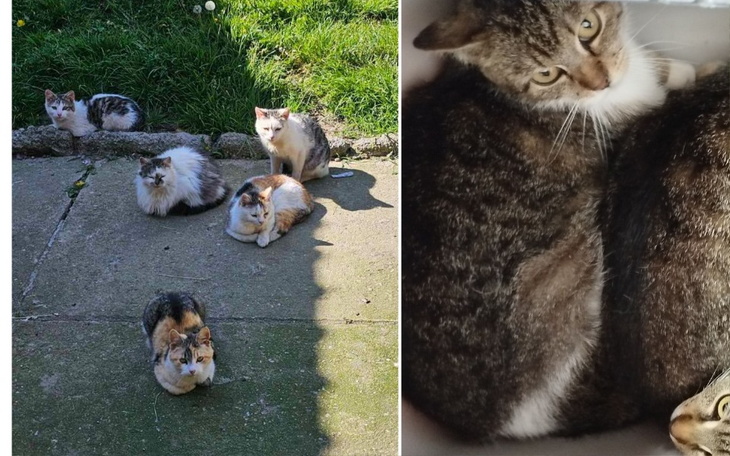 Grupa kotów na trawie, w różnych pozach i kolorach.