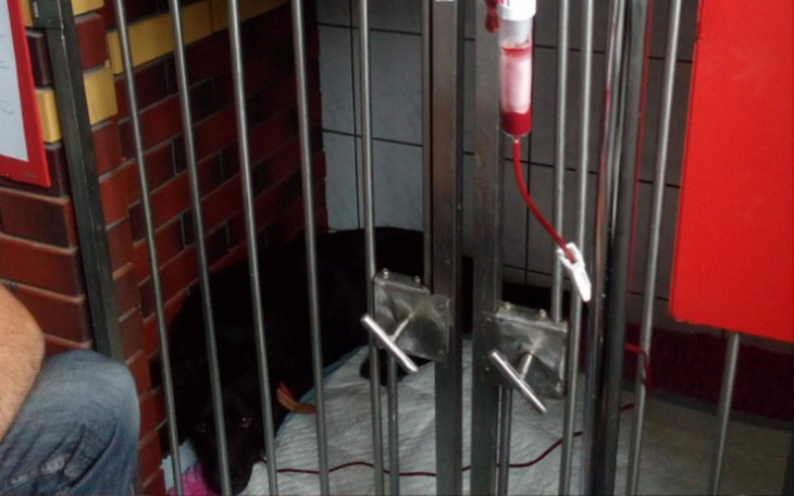 Zbiórka Pomoc dla Odiego po zatruciu! - zdjęcie główne