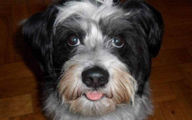 Zbiórka Loluś zbiera na pieluszki - zdjęcie główne