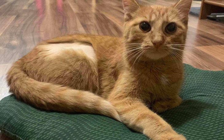 Zbiórka Zbiórka na adopciaka z ZO - zdjęcie główne