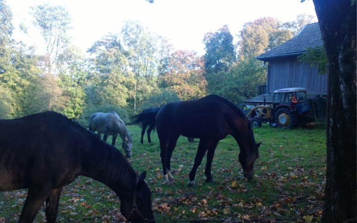 Zbiórka Rycerz Andrzej - zdjęcie główne