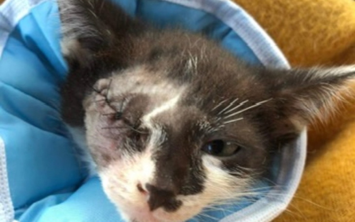 Zbiórka Oczka konieczny tomograf SOS - zdjęcie główne