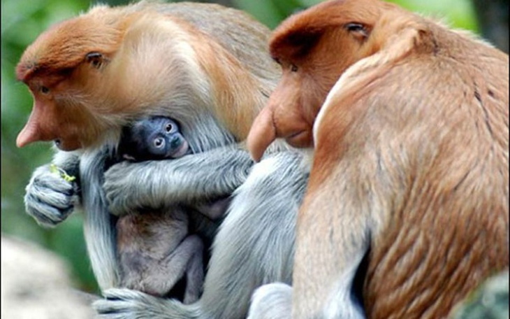 Małpy trzymające młode, w naturalnym środowisku.