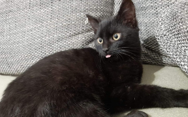 Zbiórka Kastracja Figaro - zdjęcie główne