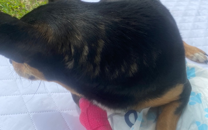 Zbiórka operacja miednicy dla pchełki - zdjęcie główne