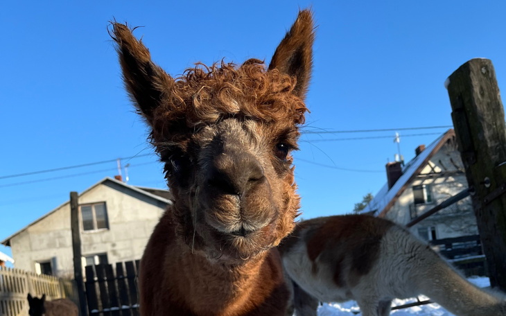 Alpaka z ciekawym wyglądem na tle nieba.