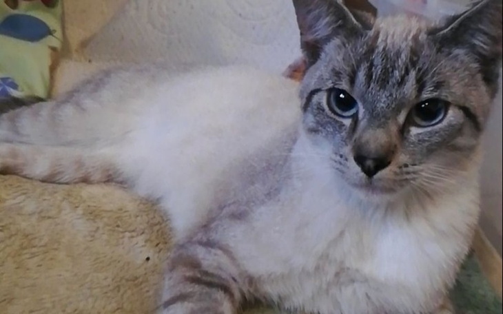 Zbiórka Pomooc dla Rudego - zdjęcie główne