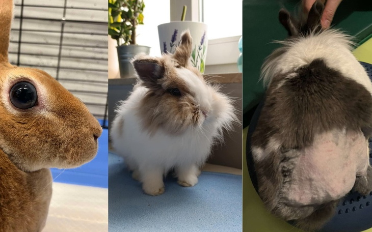 Trzy króliki w różnych pozach, na jasnym tle.