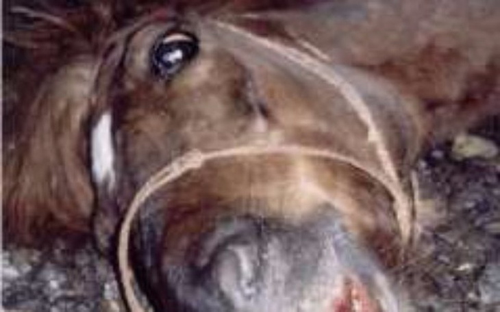 Zbiórka Wykup koni z transportu śmierci. - zdjęcie główne