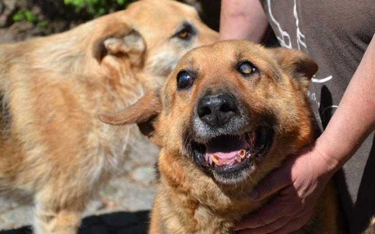 Zbiórka na jedzenie dla psów - zdjęcie główne